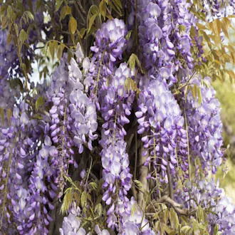 GLYCINE DE CHINE (Wisteria sinensis bleue)  C 1.5L - vue 1