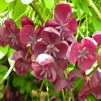 Akébie à 5 feuilles (AKEBIA QUINATA) - vue 1