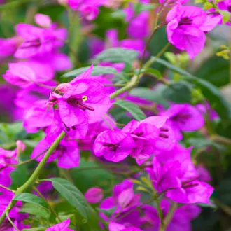 Bougainvillier Bougainvillea specto-glabra "Violet de Mèze" C 1.5L  - vue 1