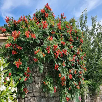 Bignone, trompette de Virginie (CAMPSIS Radicans) - vue 1