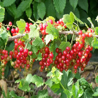 Groseilliers rouges "Johnkheer van Tets" (RIBES RUBRUM)  - vue 1
