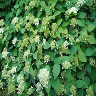 Hortensia grimpant (Hydrangea anomala subsp. petiolaris) C1.5L - vue 2