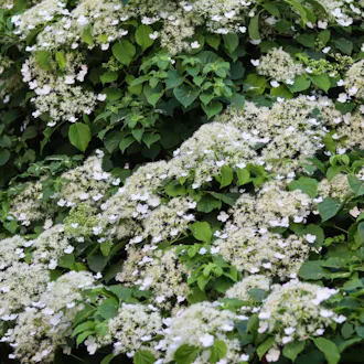 Hortensia grimpant (Hydrangea anomala subsp. petiolaris) C1.5L - vue 1
