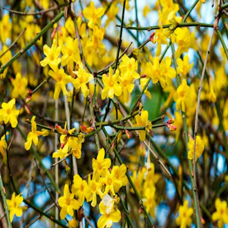 JASMIN D'HIVER NUDIFLORUM C 1.5L - vue 1