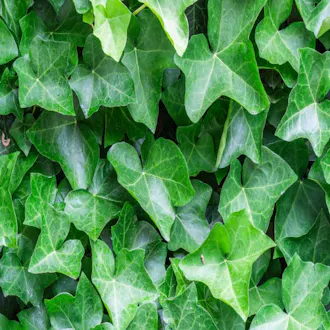 Lierre d'Irlande (Hedera hibernica) C 1.5L - vue 1