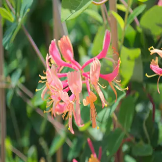 Chèvrefeuille Lonicera x heckrottii "Goldflame" C1.5L - vue 1
