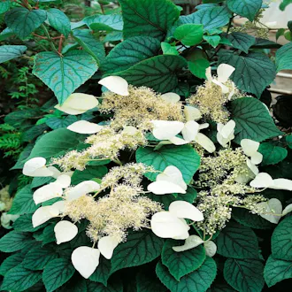 HORTENSIA GRIMPANT MOONLIGHT (Schizophragma hydrangeoïdes 'Moonlight' ) C 1.5L - vue 1