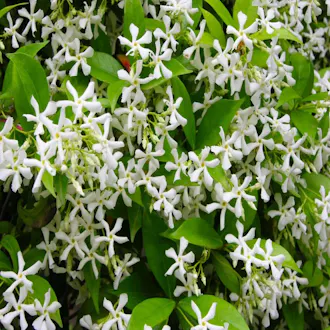 Jasmin étoilé ou faux jasmin (TRACHELOSPERMUM Jasminoides) - vue 1